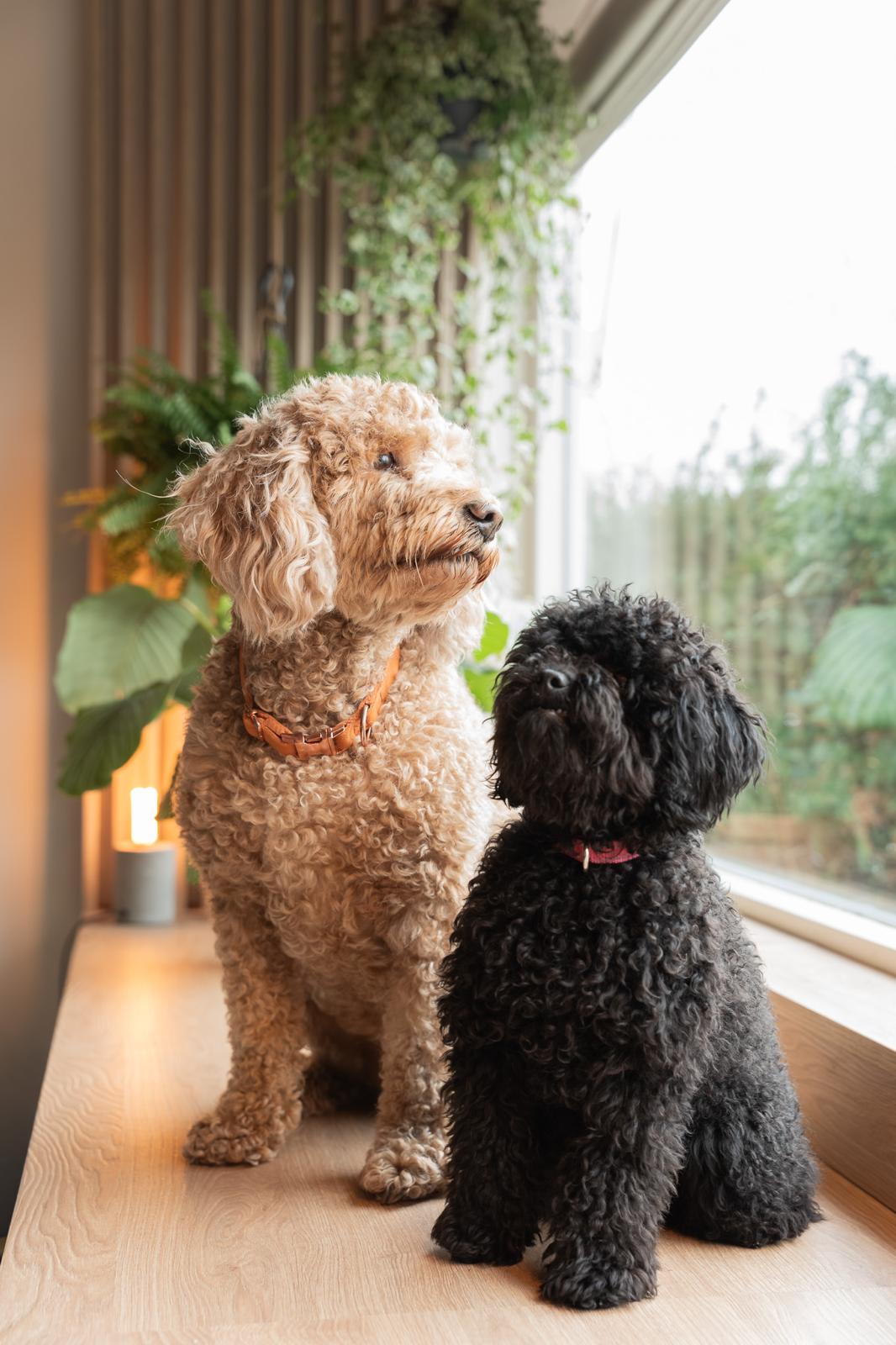 WhatsApp Image 2026-02-05 at 16.04.58 (1)